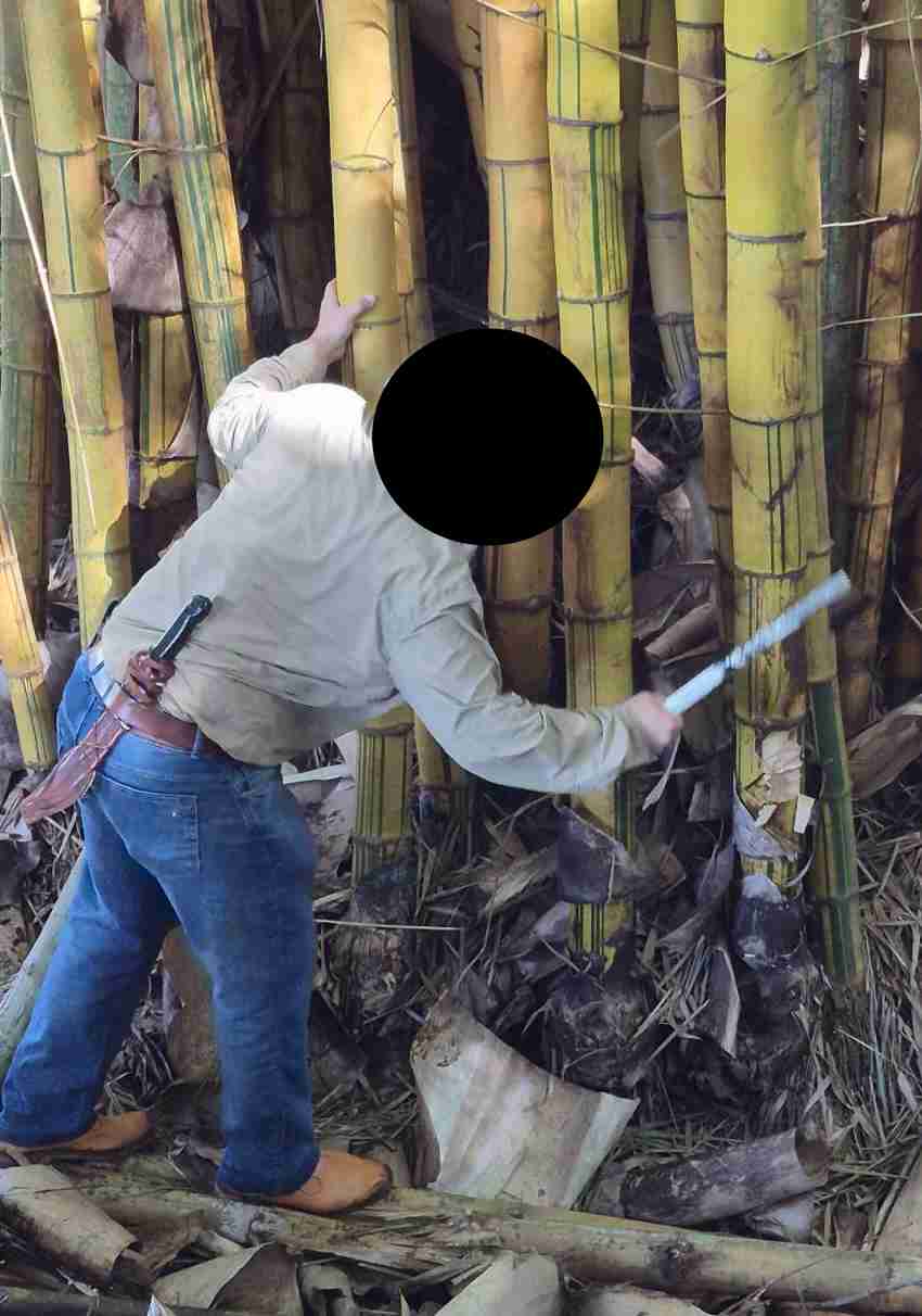 Akelas cutting down bamboo with a one-handed hatchet while trying not to fall into a stream