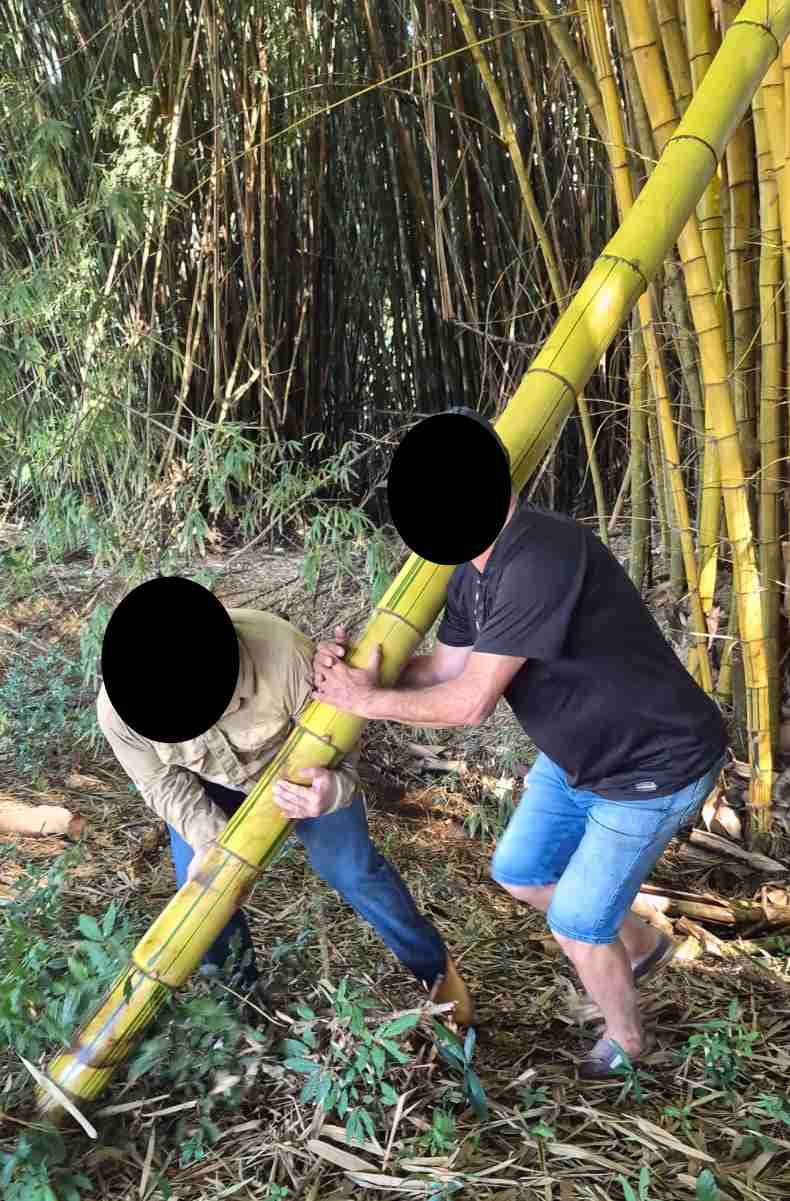 Akelas and FIL struggling to lift the free end of bamboo that has buried itself in the soft ground